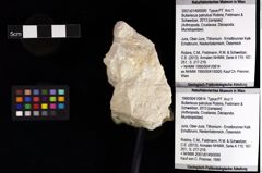 Foto (Objket + Etiketten) von Bullariscus patruliusi (Robins, Feldmann & Schweitzer, 2013) 